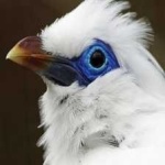 image of bird