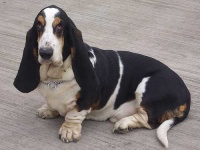 image of animal