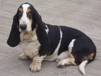 image of basset_hound #11