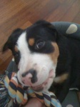 image of greater_swiss_mountain_dog