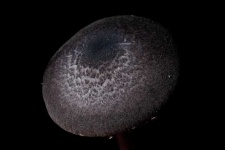 image of mushrooms