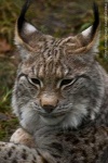 image of lynx