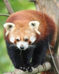 image of lesser_panda #17