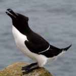 image of bird