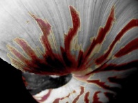 image of chambered_nautilus
