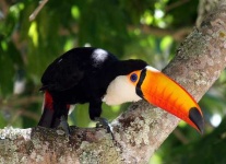 image of toucan
