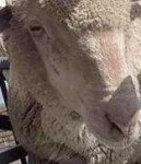 image of animal