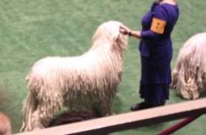 image of komondor