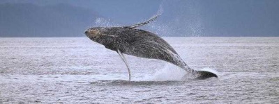image of animal