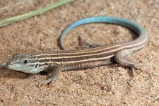 image of whiptail