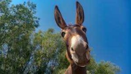 image of donkey #10