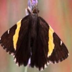 image of banded_butterfly #17