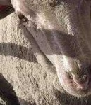image of animal