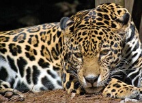 image of jaguar_car