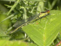image of damselfly