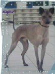 image of mexican_hairless