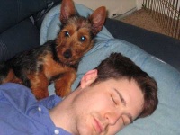 image of australian_terrier