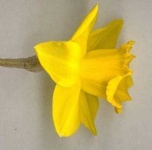 image of flower