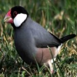 image of bird