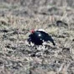 image of black_grouse #20