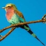 image of bird