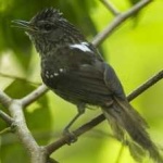 image of bird
