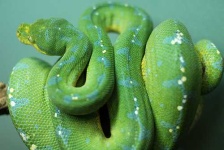 image of green_snake #30