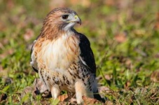 image of hawk
