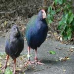 image of bird