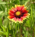 image of flower