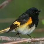 image of bird