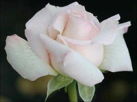 image of rose #7