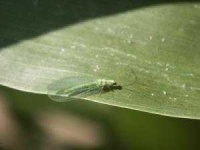 image of lacewing