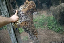 image of jaguar_car