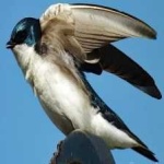 image of bird