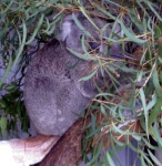 image of koala #26