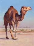 image of animal