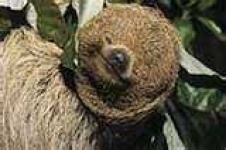 image of three_toed_sloth