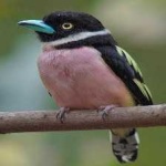 image of bird
