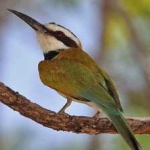 image of white_throated_bee_eater #9