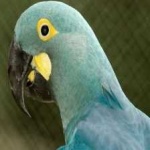 image of bird