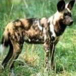image of african_wild_dog #10