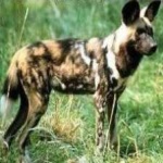 image of animal