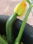 image of zucchini