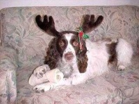 image of english_springer