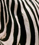 image of texture