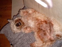 image of irish_terrier