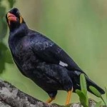 image of enggano_myna #14