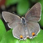 image of animal