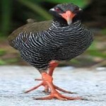 image of bird